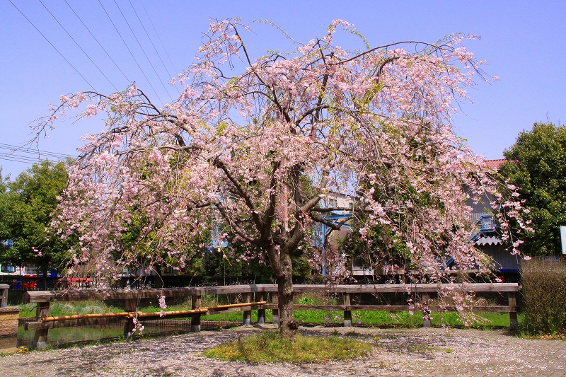 f0229832_9531131.jpg