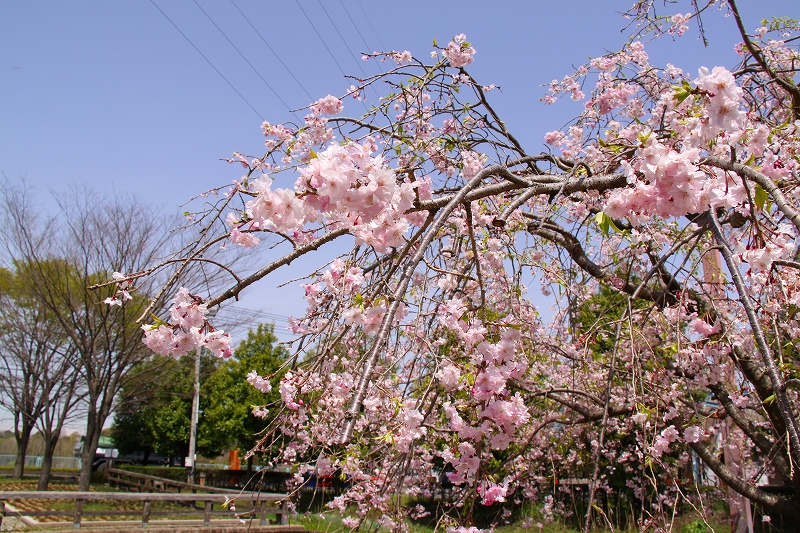 f0229832_9544422.jpg