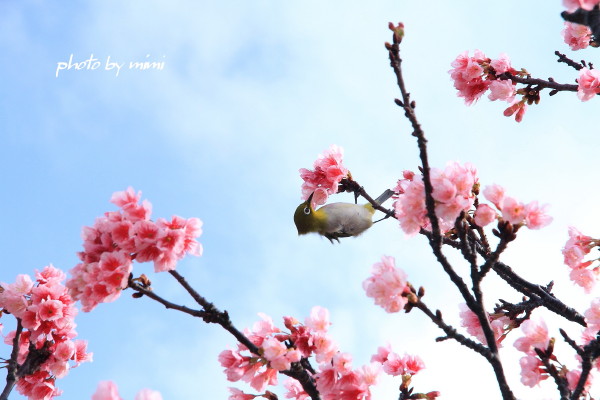 桜～♪　漫湖公園_b0165335_2114443.jpg