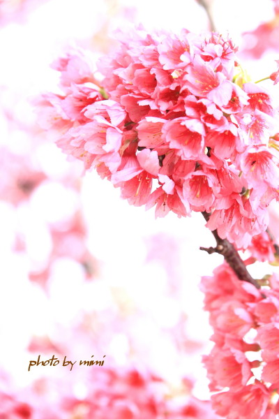 桜～♪　漫湖公園_b0165335_2122774.jpg