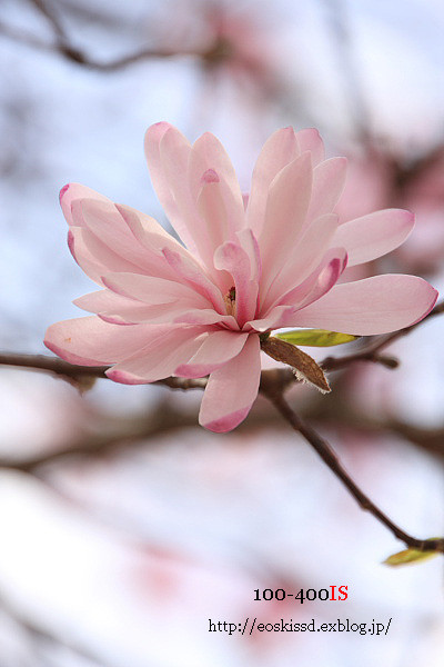 《花》　紅花八重四手辛夷　18-270mm　（振興センター）_c0080036_22533638.jpg