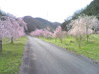 しだれ桜も・・・_a0159041_162153.jpg