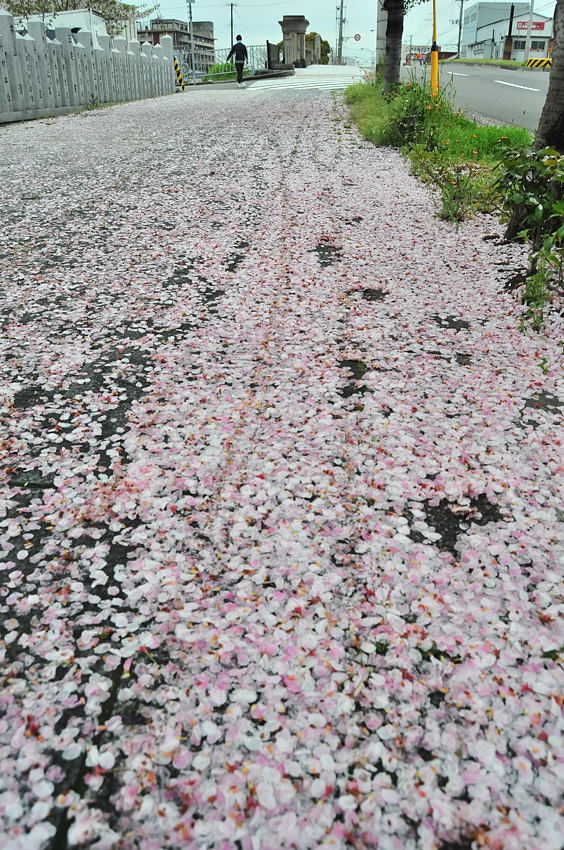 桜の絨毯_d0148541_20263456.jpg