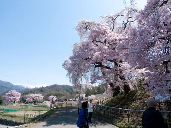 勝間薬師堂の枝垂桜_c0206051_275663.jpg