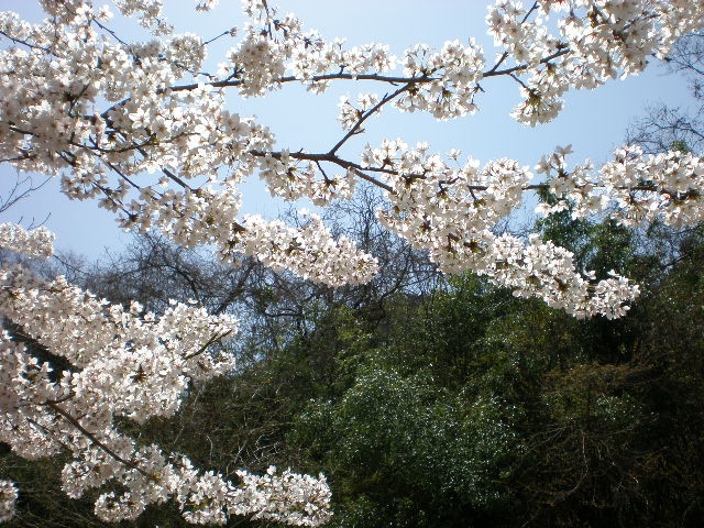 sakura momo_f0122651_1573345.jpg