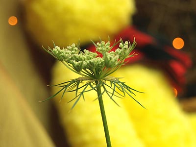 花が咲きましたヨ 人参水栽培 ガジャのねーさんの 空をみあげて Hazle Cucu