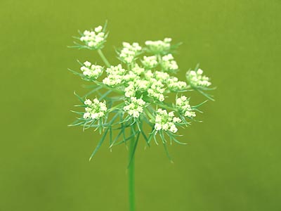 ☆花が咲きましたヨ・人参水栽培☆_c0092953_1814465.jpg