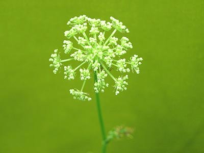 ☆花が咲きましたヨ・人参水栽培☆_c0092953_182358.jpg