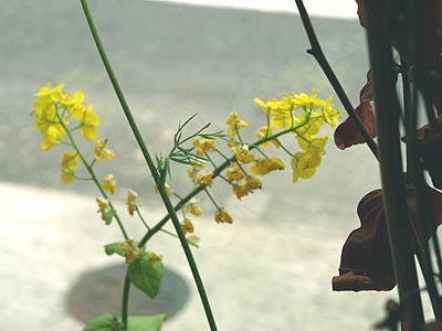 ☆花が咲きましたヨ・人参水栽培☆_c0092953_1863625.jpg