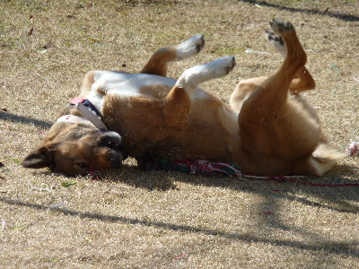 親戚の家の動物達_f0175754_1512185.jpg