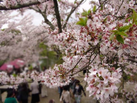 大覚寺　雅なお花見_a0090855_1824797.jpg