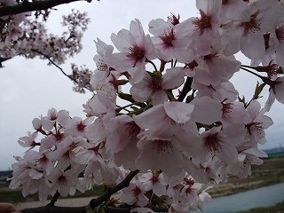 ☆桜の開花情報☆_c0208355_15413265.jpg