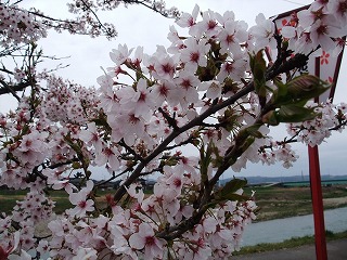 ☆桜の開花情報☆_c0208355_15413910.jpg