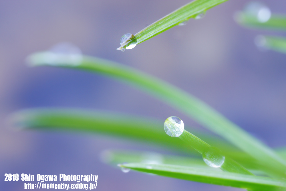 Two drops_c0191057_115773.jpg