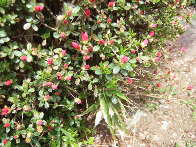 我が家の花桃・サツキの蕾・サクラソウ_e0009760_19304032.jpg