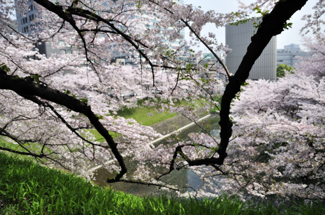 花冷えや雀膨らみ一羽二羽　（千鳥ヶ淵桜狩り）_a0031363_23434488.jpg