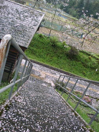 樽見鉄道の桜②_b0160363_142385.jpg