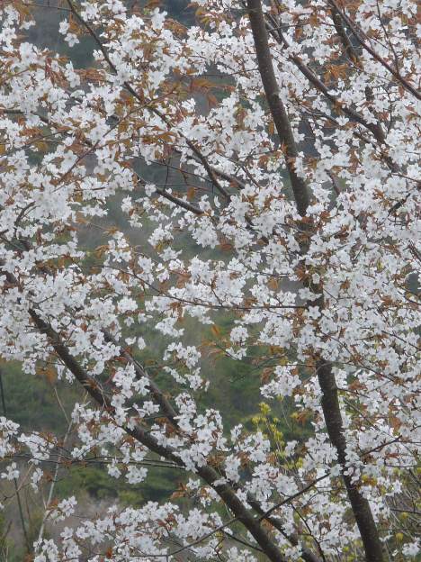 2010年4月16日（金）　桜風景_a0063364_23235479.jpg