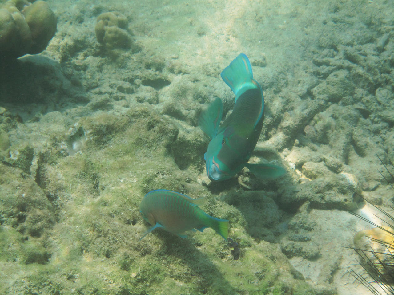 Koh Phi Phi & HK / photo by Yam_b0149365_166181.jpg