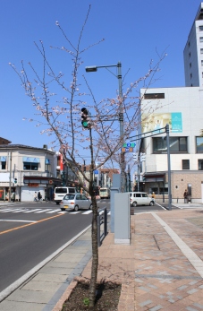 上土手町の十月桜_d0131668_19502238.jpg