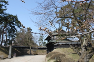上土手町の十月桜_d0131668_2014171.jpg