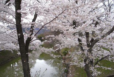 上田城の桜と、信州国際音楽村の水仙_c0110869_23185420.jpg