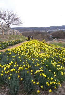 上田城の桜と、信州国際音楽村の水仙_c0110869_23191390.jpg