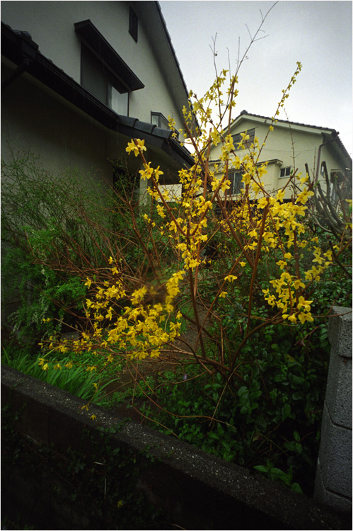 147.17　ホロゴントラベル1「2010年3月13日清正築城の熊本城の膝元で」17  頭を空に向かって！_c0168172_18522452.jpg