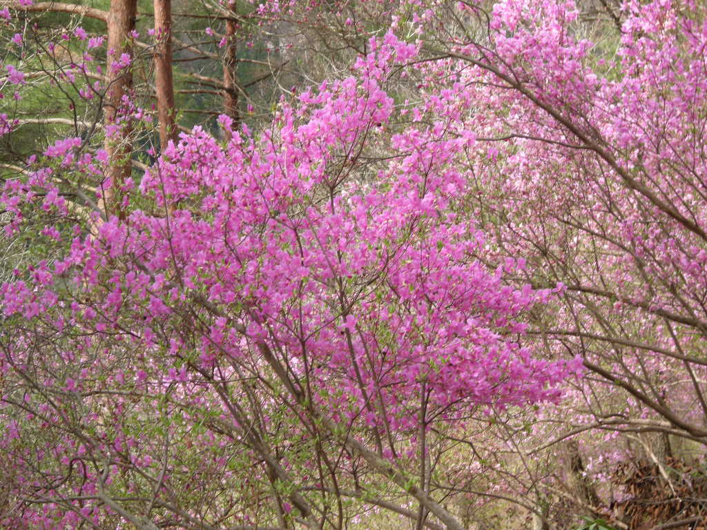 二つの天然記念物・みずめ桜と樽見の大桜 ・そしてヤマヒルお目覚め_b0185573_95107.jpg