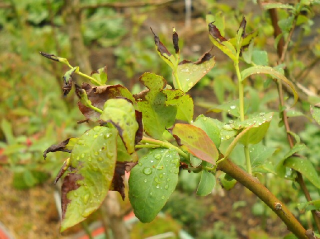 風で傷んだブルーベリーの葉 ブルーベリーの育て方 栽培 ブルーベリー ノート Blueberrynote