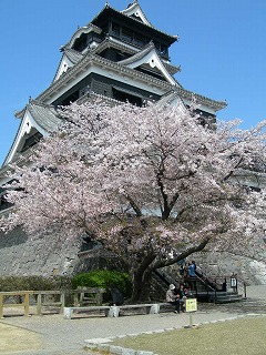 2010熊本城の桜_f0059487_1439527.jpg