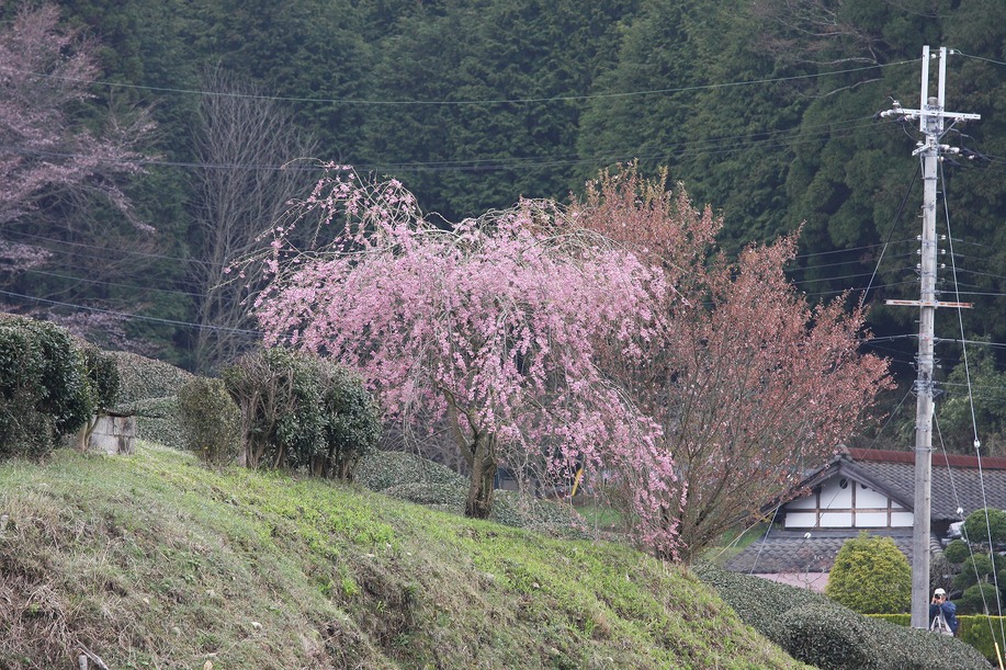 2010.04.16　都しだれ桜　（畑のしだれ桜)　　　　_f0140087_242450.jpg