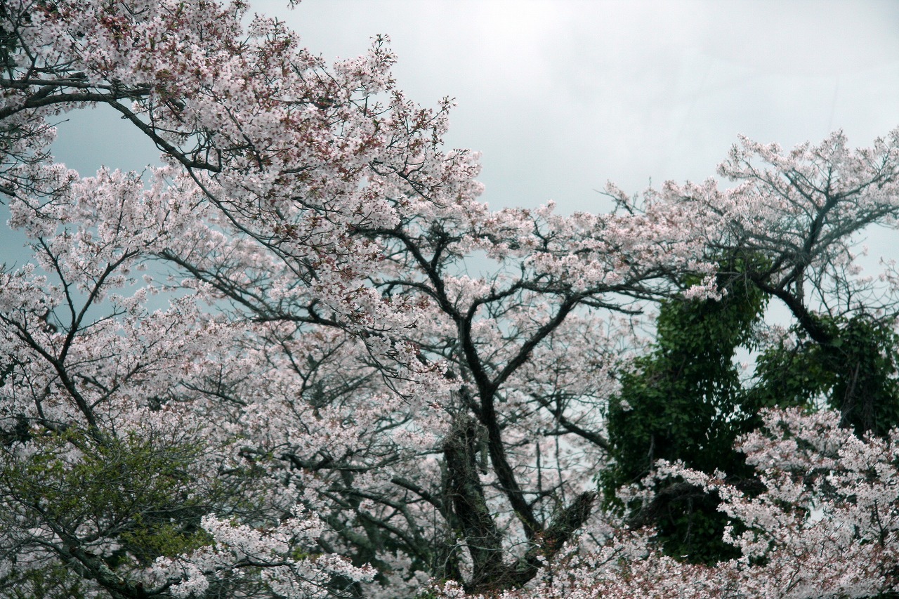 2010.04.16　都しだれ桜　（畑のしだれ桜)　　　　_f0140087_2445372.jpg