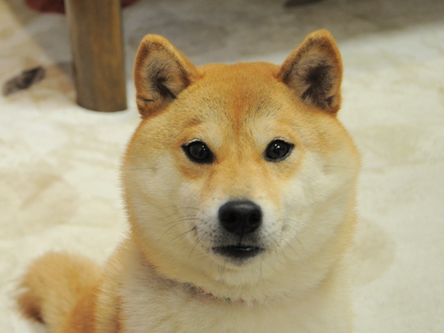 深夜の家族団らん_a0126590_1513852.jpg