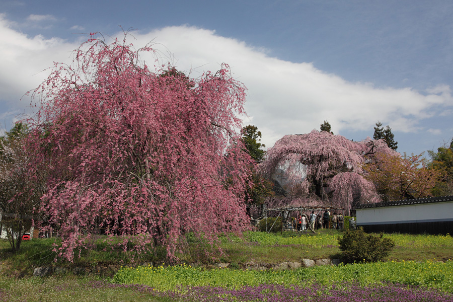 10.04.03：同僚と行く山梨桜三昧オフ６_c0007190_19152071.jpg