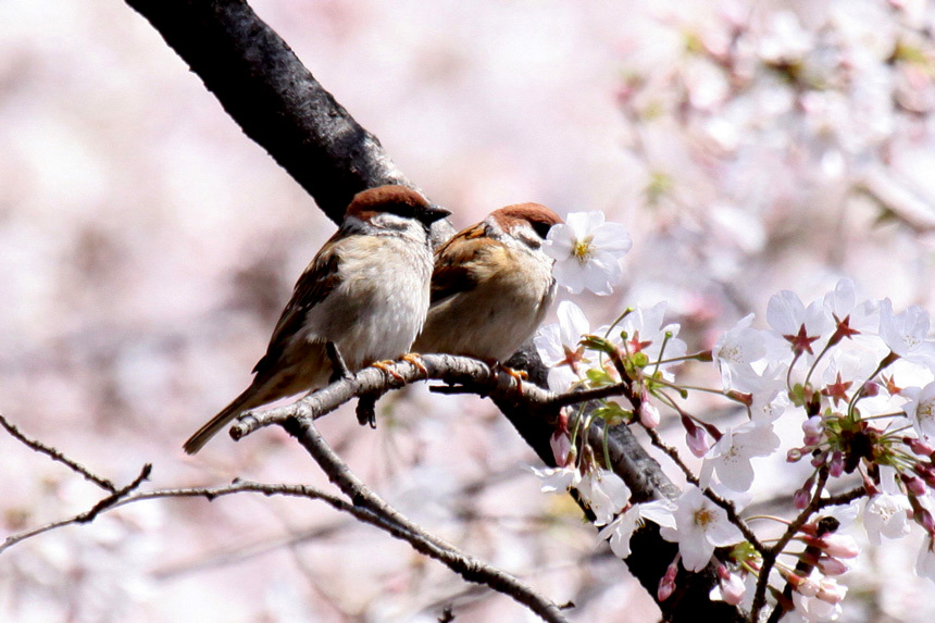 桜・富士山・カナダガン_b0175397_1361082.jpg