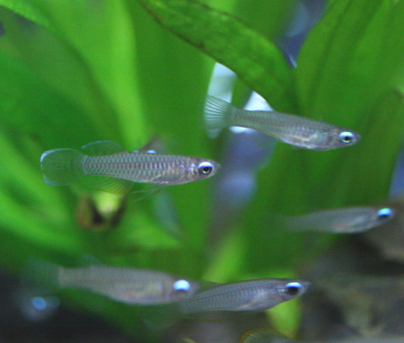 小型美魚 ビーボックスアクアリウム 熱帯魚情報