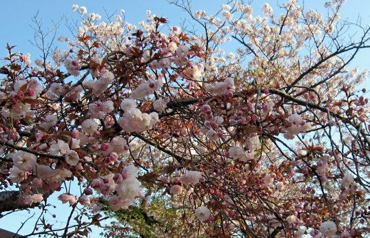 八重桜は食べごろ・・・_f0026800_23195392.jpg