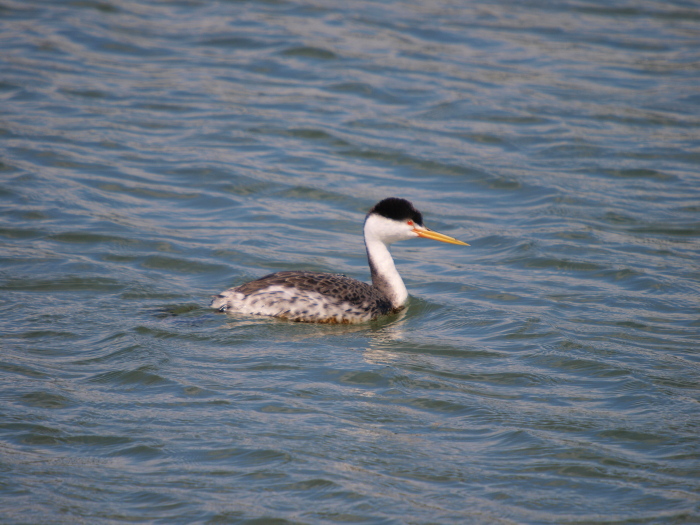 クラークカイツブリ：Ｃｌａｒｋ’ｓ　Ｇｒｅｂｅ　ｉｎ　ＳＦ_e0156403_936195.jpg