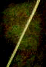 e0103408_1242993.gif