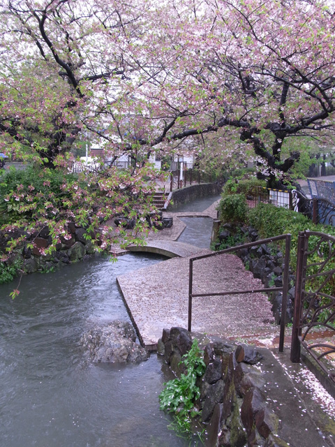 二ヶ領用水沿いと 渋川の桜 マンボウパソコンスール 悠々ブログ 二ヶ領用水沿いと 渋川の桜 マンボウパソコンスール 悠々ブログ