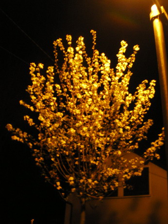 c0124619_439195.jpg
