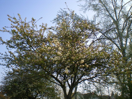 c0124619_4404832.jpg