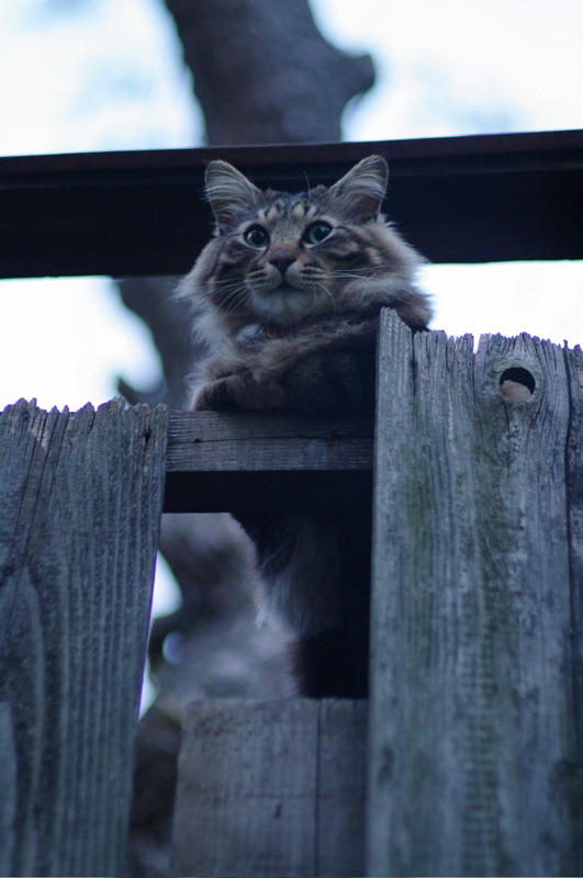 ４月尾道猫その１_a0128823_23221921.jpg