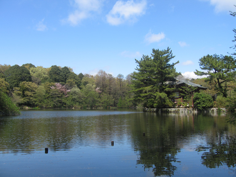 石神井公園（こいこいこいこい池の鯉）_f0192723_20133726.jpg