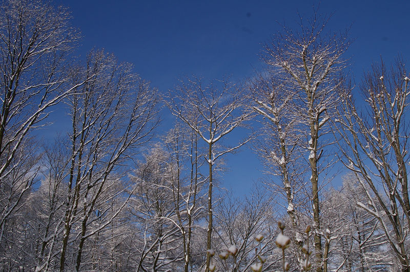 4月の大雪_e0136424_8372678.jpg