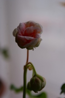 f0170524_15265049.jpg
