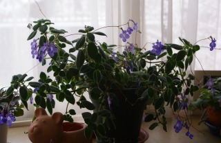 f0170524_15282079.jpg