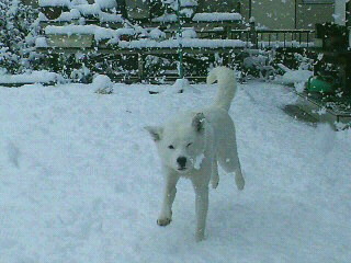 ３月１７日の福島は、雪_c0074025_1012236.jpg