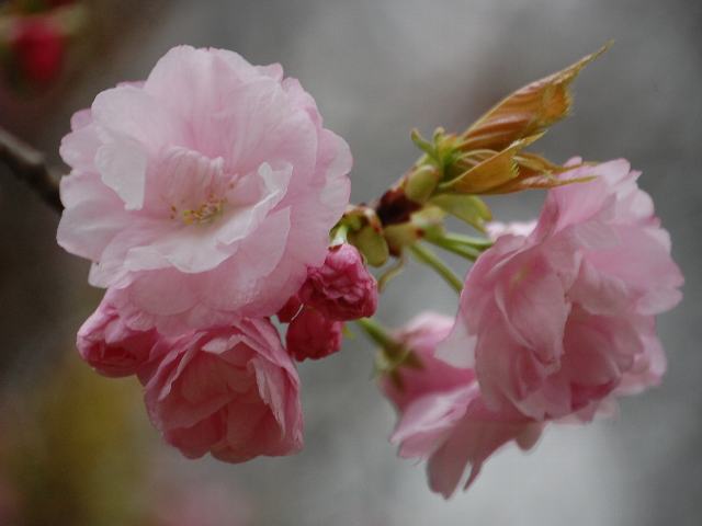 撫子桜 ナデシコザクラ 花の仲間調べ